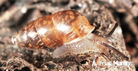 Napaeus delibutus (Morelet & Drouët, 1857)